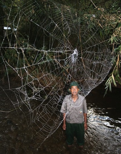 huge-spider-webs-kid_26176_big