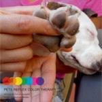 Pets-logo-Keiko-2s-298×300